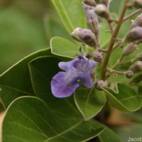 Vitex trifolia subsp. trifolia